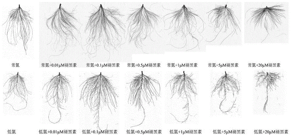 一種增強(qiáng)植物氮素吸收利用的植物生長調(diào)節(jié)劑