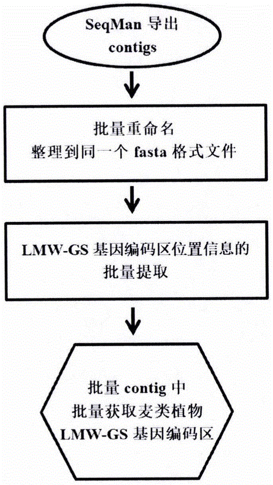 一種從批量contig中批量獲取麥類植物L(fēng)MW-GS基因編碼區(qū)的方法
