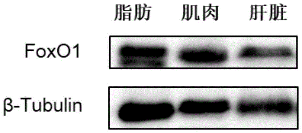 一種草魚(yú)FoxO1多肽抗原、抗體及其制備方法、應(yīng)用