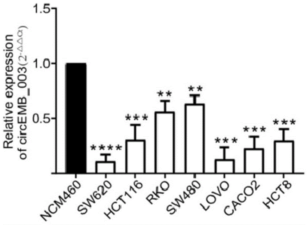 環(huán)狀RNA circEMB_003作為結(jié)直腸癌標(biāo)志物的應(yīng)用