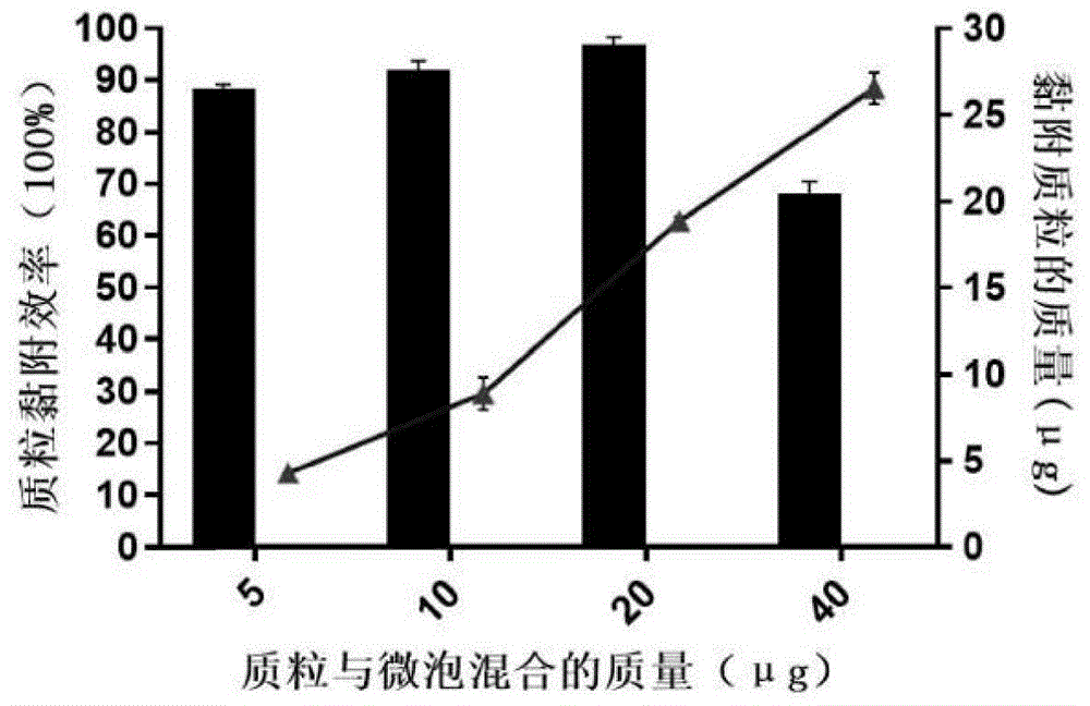 一種陽(yáng)離子微泡的制備方法及應(yīng)用