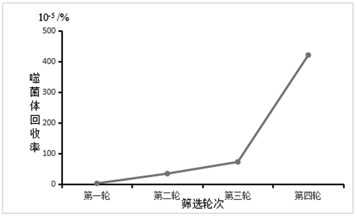基于鼠源天然單鏈抗體庫篩選識別CIM-ScFv抗體的多肽序列及其應(yīng)用