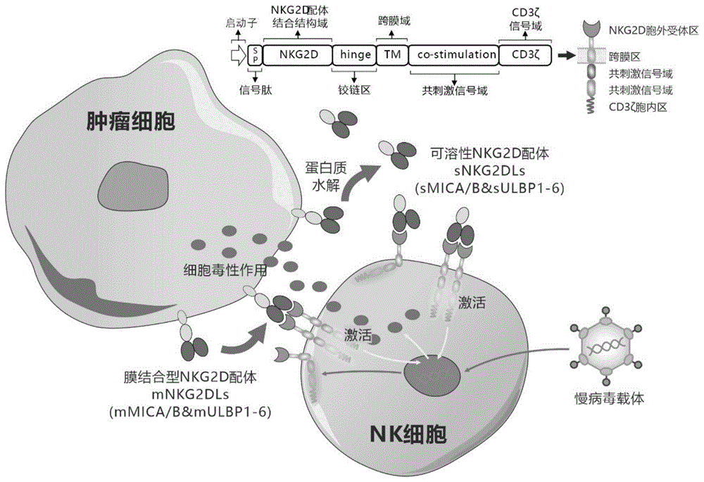 靶向人膜結(jié)合型和可溶性NKG2D配體的嵌合受體、核酸分子、免疫效應(yīng)細(xì)胞及其應(yīng)用