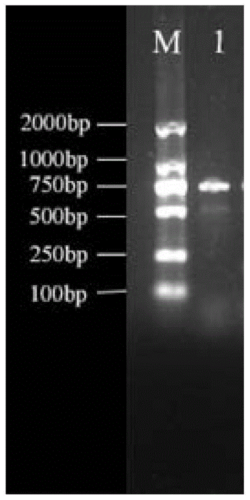 一種基于CRISPR的大腸桿菌ST131系菌株檢測引物、試劑盒及檢測方法