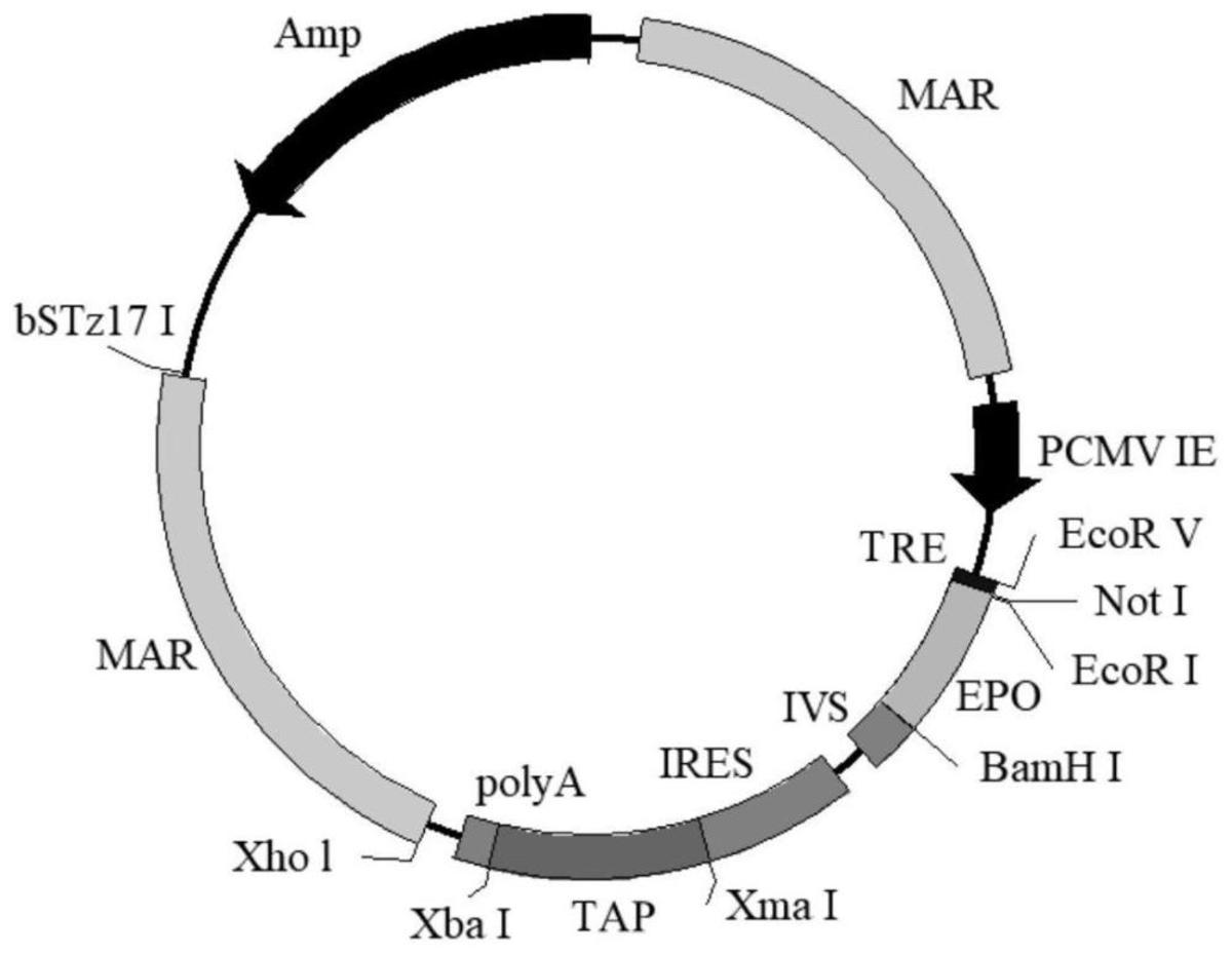 人源化細(xì)胞瞬時(shí)表達(dá)用表達(dá)載體、表達(dá)系統(tǒng)、構(gòu)建方法及其應(yīng)用