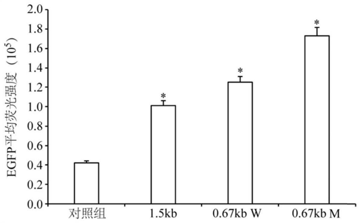 一種遍在染色質(zhì)開放表達元件、重組表達載體、表達系統(tǒng)及其制備方法、應(yīng)用