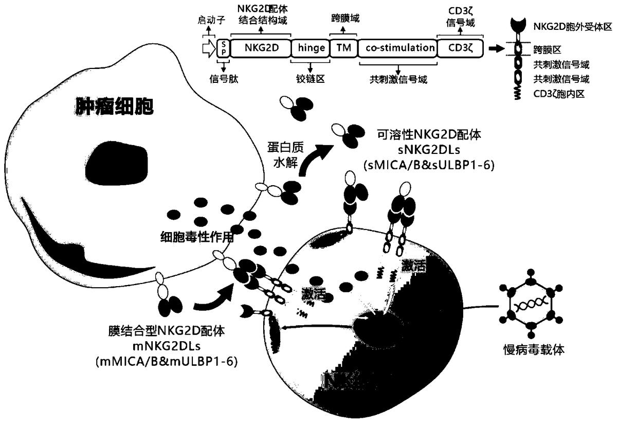 靶向人膜結(jié)合型和可溶性NKG2D配體的嵌合受體、核酸分子、免疫效應(yīng)細(xì)胞及其應(yīng)用