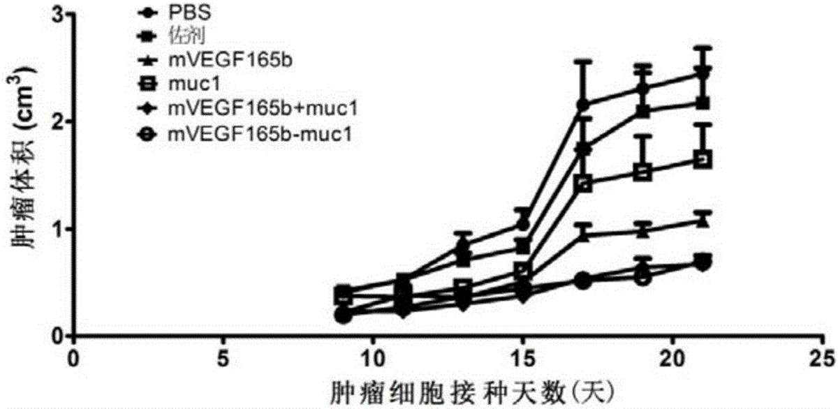 靶向VEGF與mucin1的抗腫瘤疫苗、編碼基因、表達(dá)載體、表達(dá)工程菌及應(yīng)用
