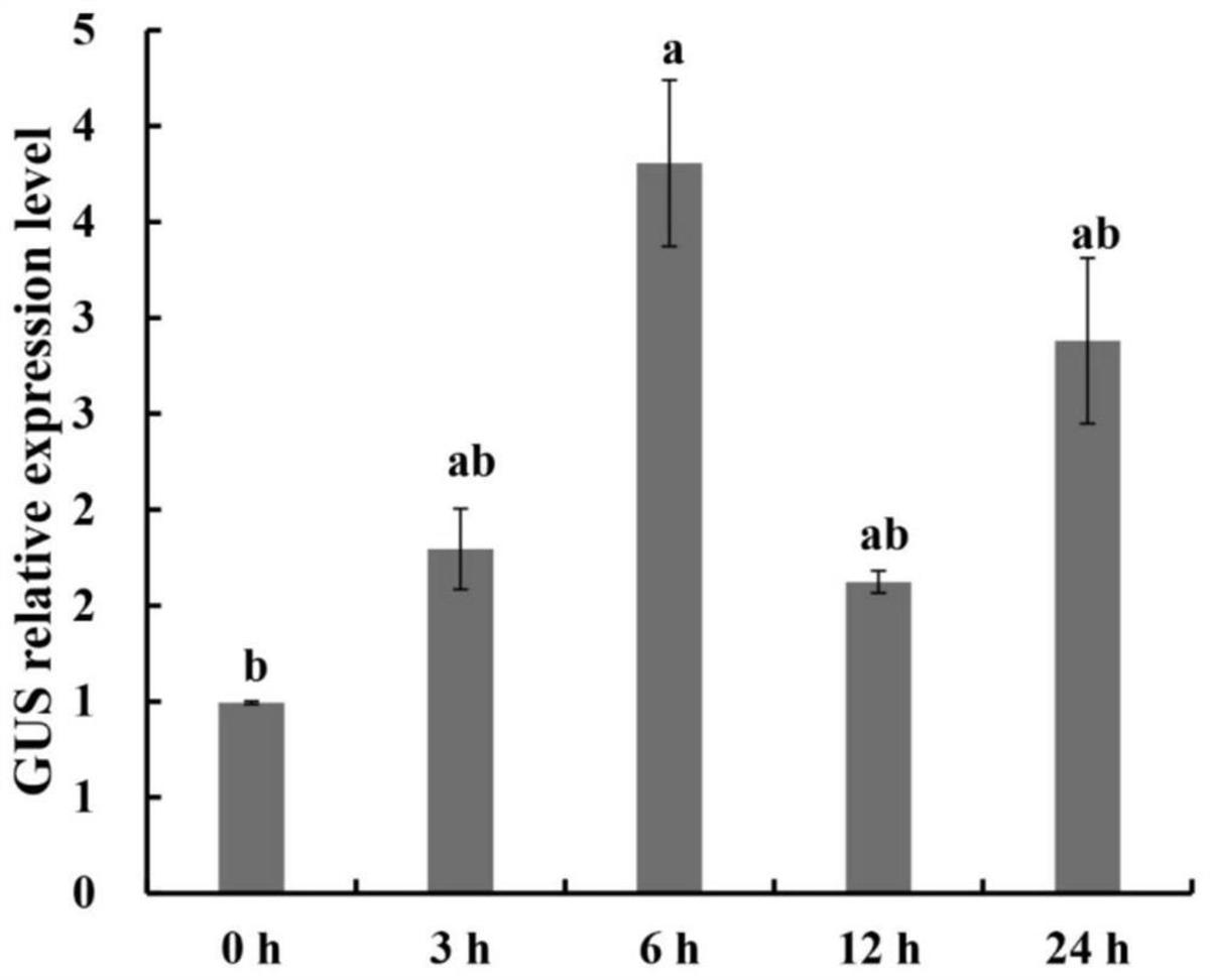 一種植物保衛(wèi)細(xì)胞特異性表達(dá)的干旱誘導(dǎo)型啟動(dòng)子PSCBV-CHN2及應(yīng)用